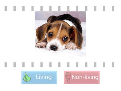 Living vs. Non-living 