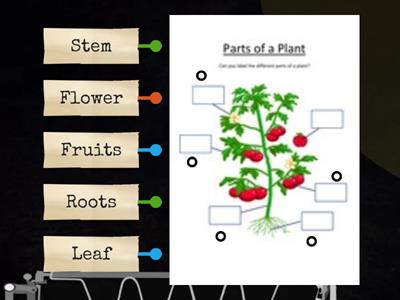 Parts of plants