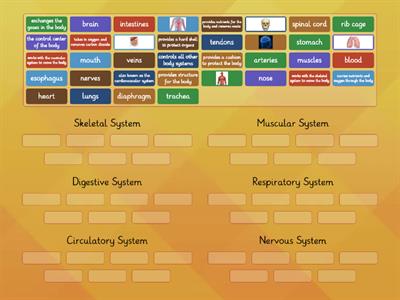 Human Body Systems