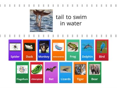 starter Animal Adaptations (6.13C STAAR)