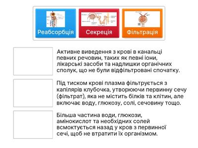 Етапи сечоутворення