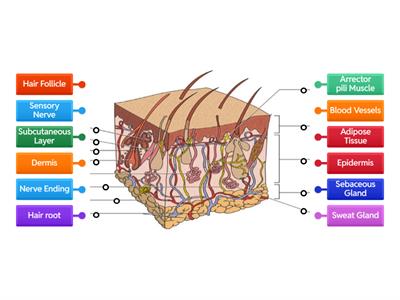 Skin Structure