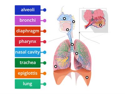 Label the Respiratory system Game