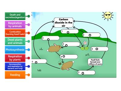 The carbon cycle SJO