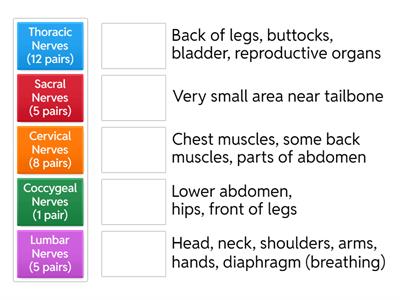 Spinal Nerves Matching Game