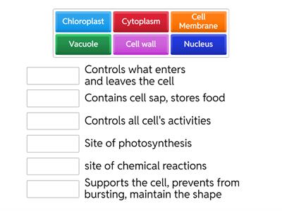 CfE S1 of Cell structure functions match up 