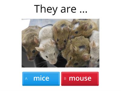 Irregular plurals. Round up Starter.