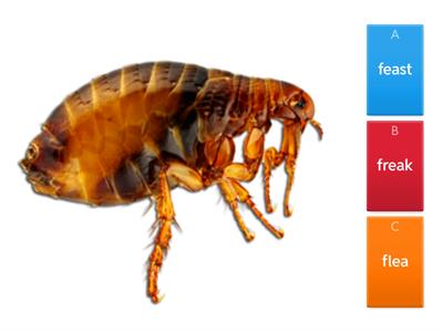 ea as in sea quiz