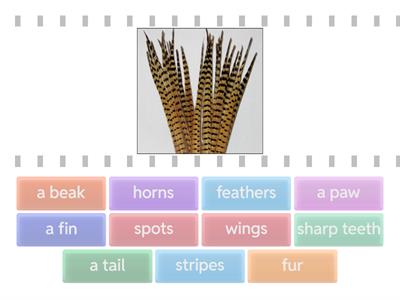 animal body parts (1)