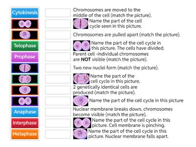 Cell Cycle Review