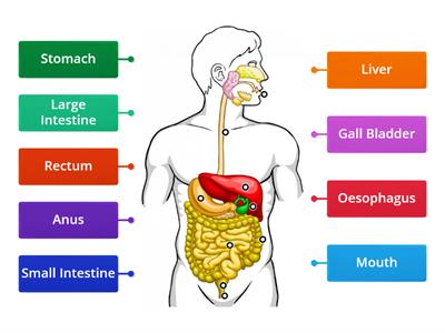 Digestive System 