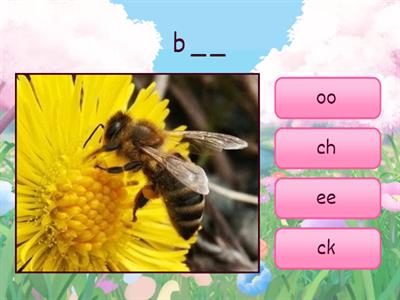 Phonics oo, ee, ck, ch
