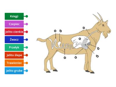 Układ pokarmowy kozy