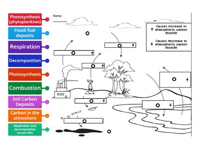 Carbon Cycle Diagram Review