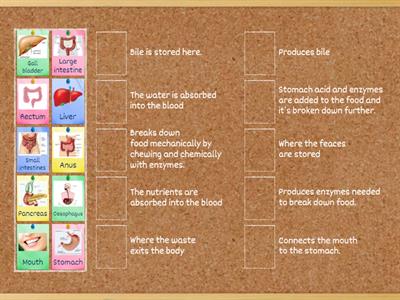 Digestive System Match Up