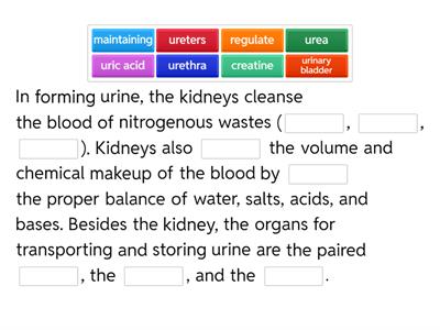  Urinary System Overview
