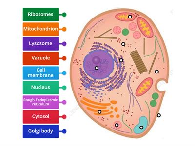 Animal cell to label