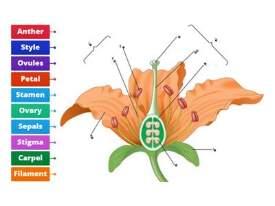 Parts of the flower