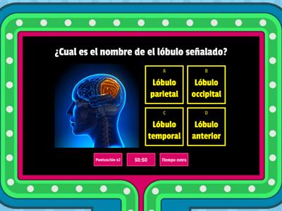 ¿Qué tanto sabes sobre tu cerebro?