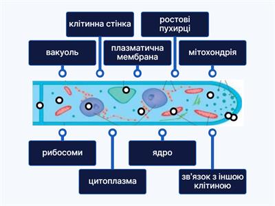 Клітина гриба