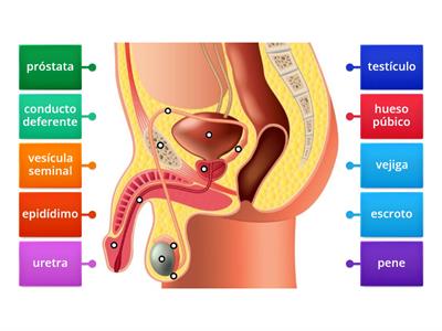 Partes del aparato reproductor masculino. FEDERAL 1