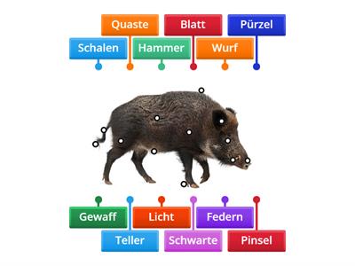 Wildschwein Jägersprache