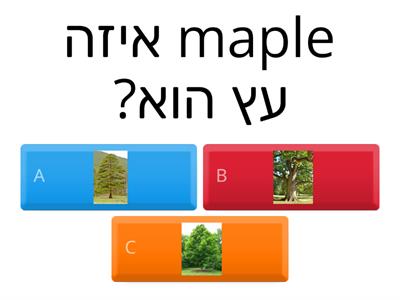 בוחן לזיהוי עץ