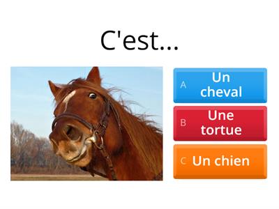 Les animaux - 1º ESO