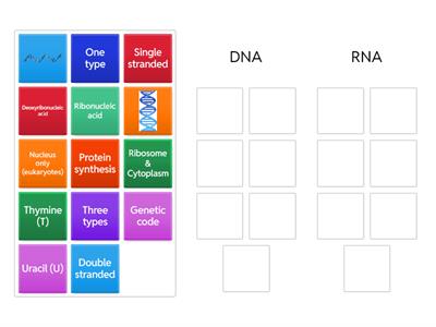 Biology: DNA vs RNA 