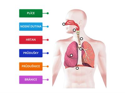 DÝCHACÍ SOUSTAVA
