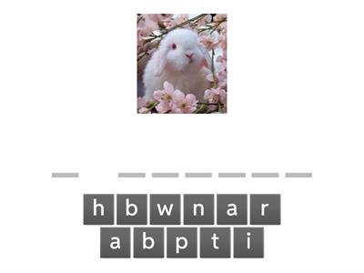 動物單字-06看拼單字