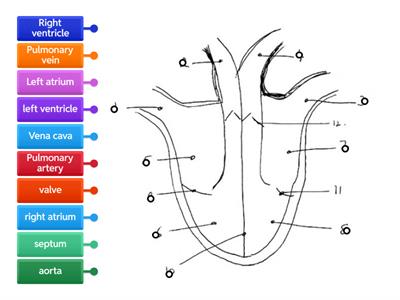  Heart diagram  - drag LABEL to matching circle