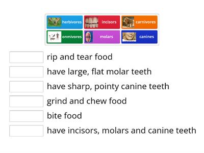 Types of teeth match up