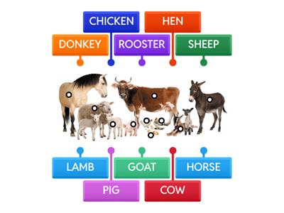Animals-Labelled diagram-4