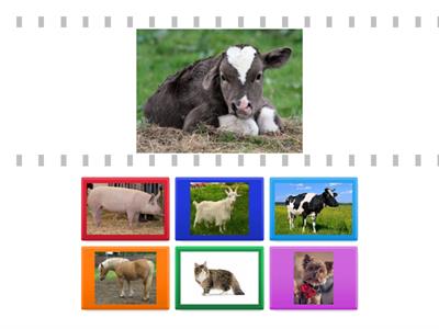 Дорослі-малі (розподілити домашніх тварин)