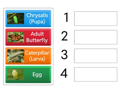 Rank the Butterly Life Cycle in Order