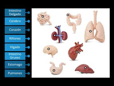 Organos del cuerpo humano.