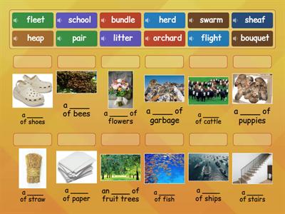 Collective Nouns Find the Match