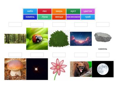 Окружающий мир