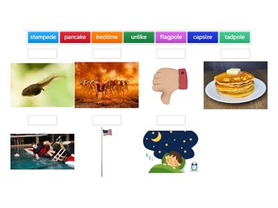  VCCV reptile Vocab s6