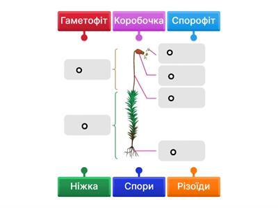 Будова моху