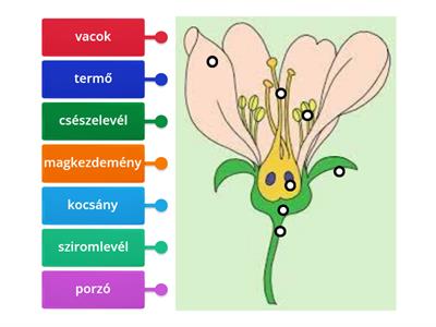 5. osztályos természet (kert 1.)