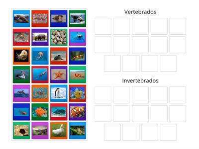 ¿VERTEBRADO O INVERTEBRADO?