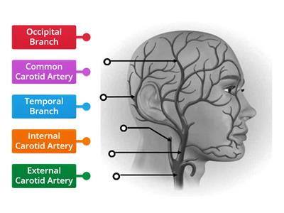 Arteries of the Head and Neck