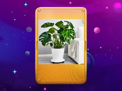 Растения, 3 класс, 2 часть