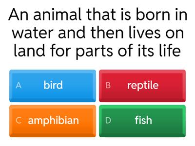 Animal quiz Year 1