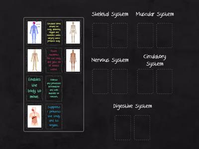 Human Body Systems