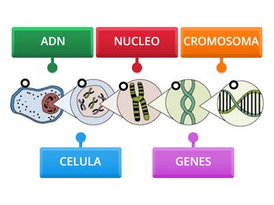 GENES, CROMOSOMAS Y ADN. FEDERAL 1