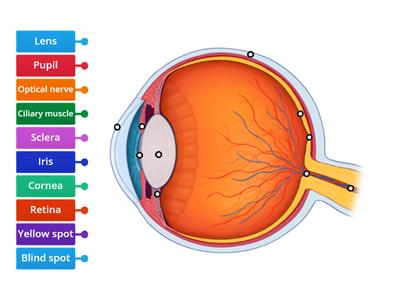 Structure of the eye