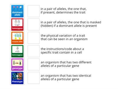 Genotype Phenotype Vocab